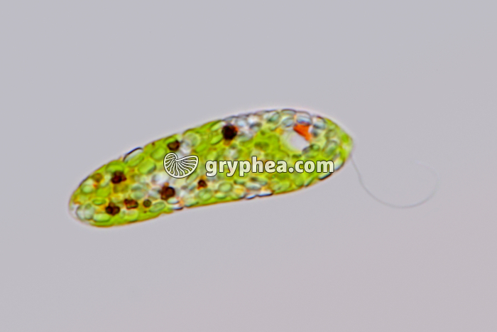 Euglène (Euglena viridis) in vivo x400 - gryphea.com
